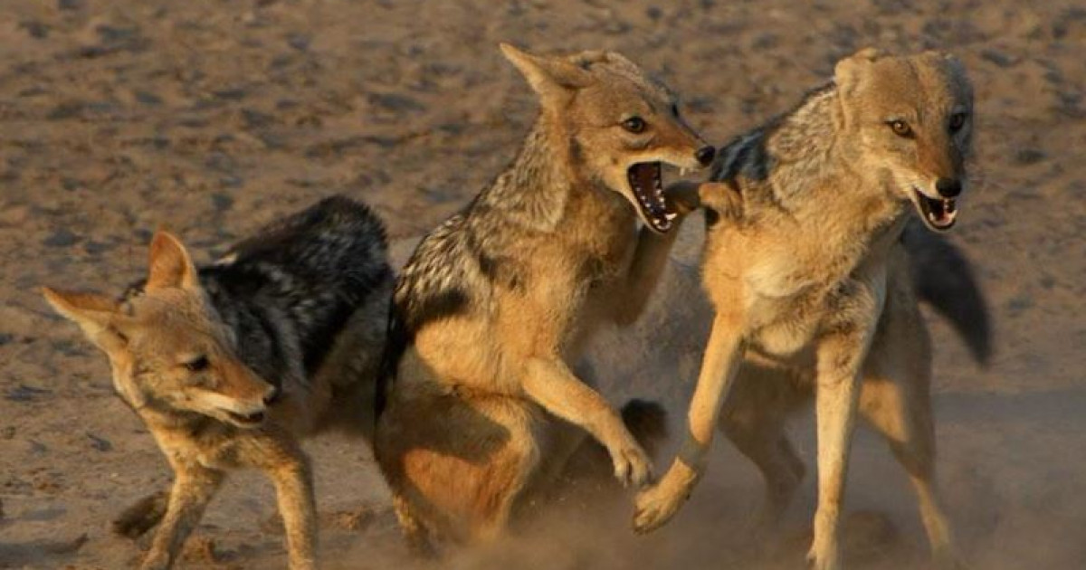 Қорымды шибөрілер қазып жатыр