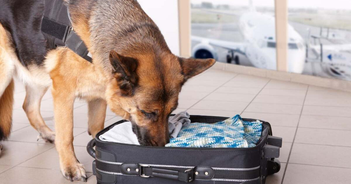 Қызметтік иттердің көмегімен 100-ге тарта адам өліміне қатысты қылмыс ашылды