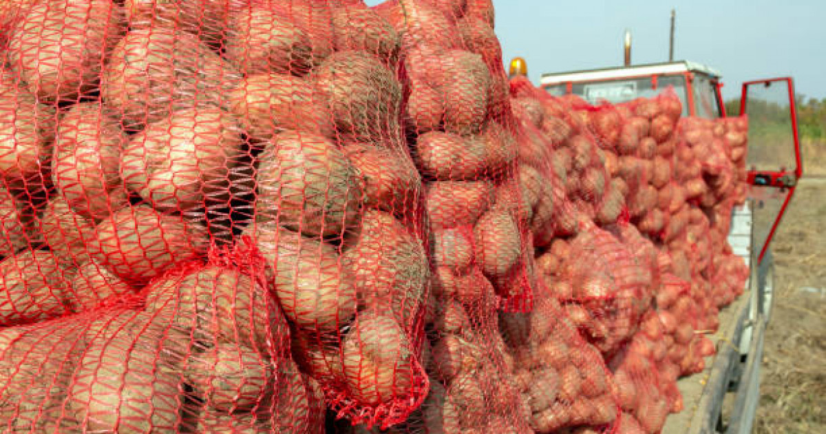 Картопты экспорттауға шектеу қойылды