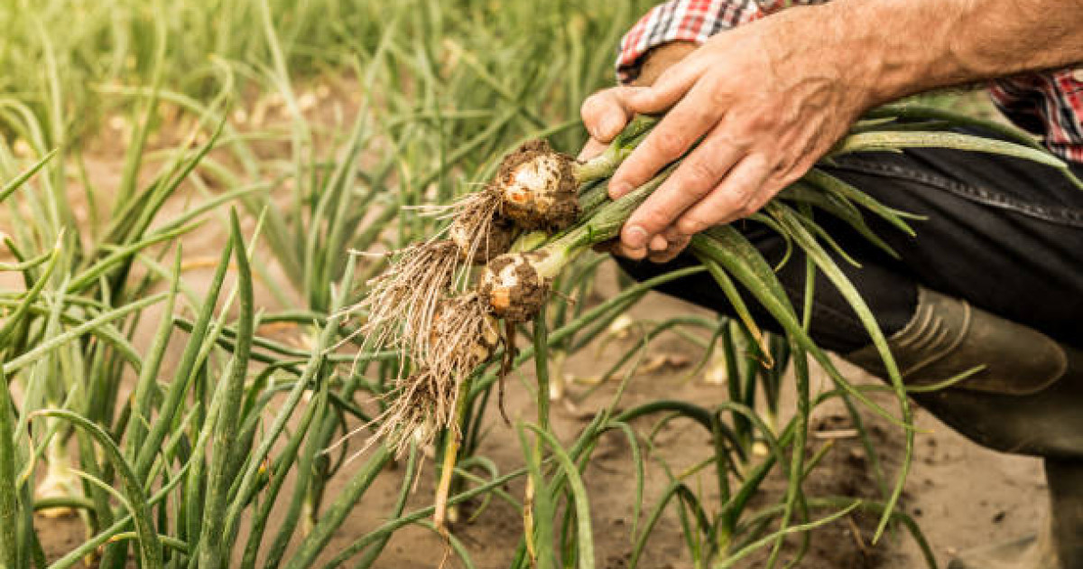 «Пияз теріп 1 миллион 500 мың теңге табады»: желіде Англияда  жұмыс істейтін қазақтардың видеосы тарады
