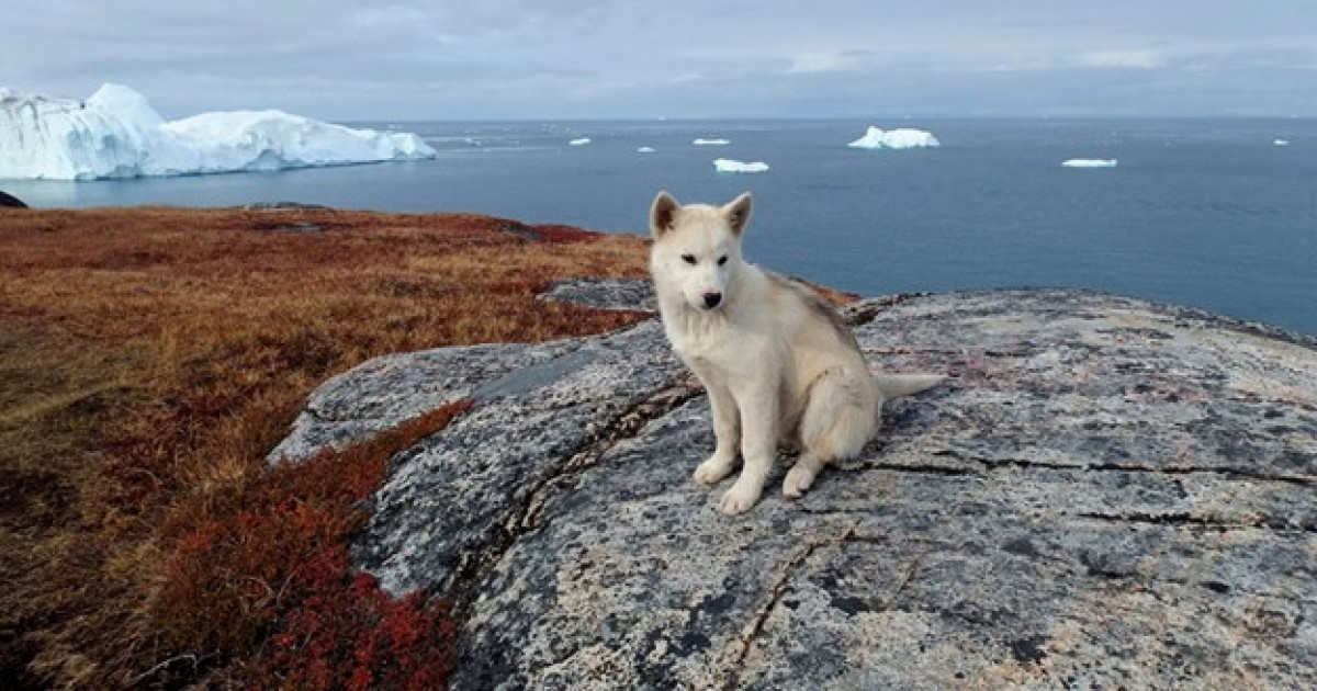 Президент «аралды сатасың» деп қорқытқан