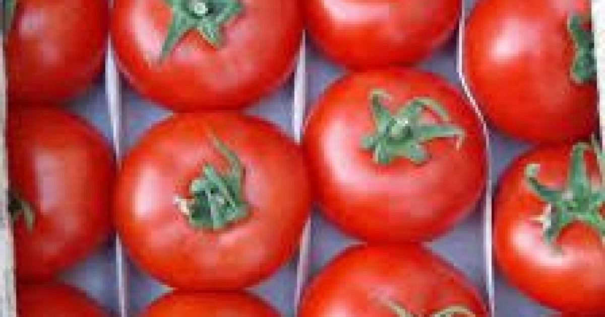 Шаруалар қызанақты Ресейге экспорттай алады