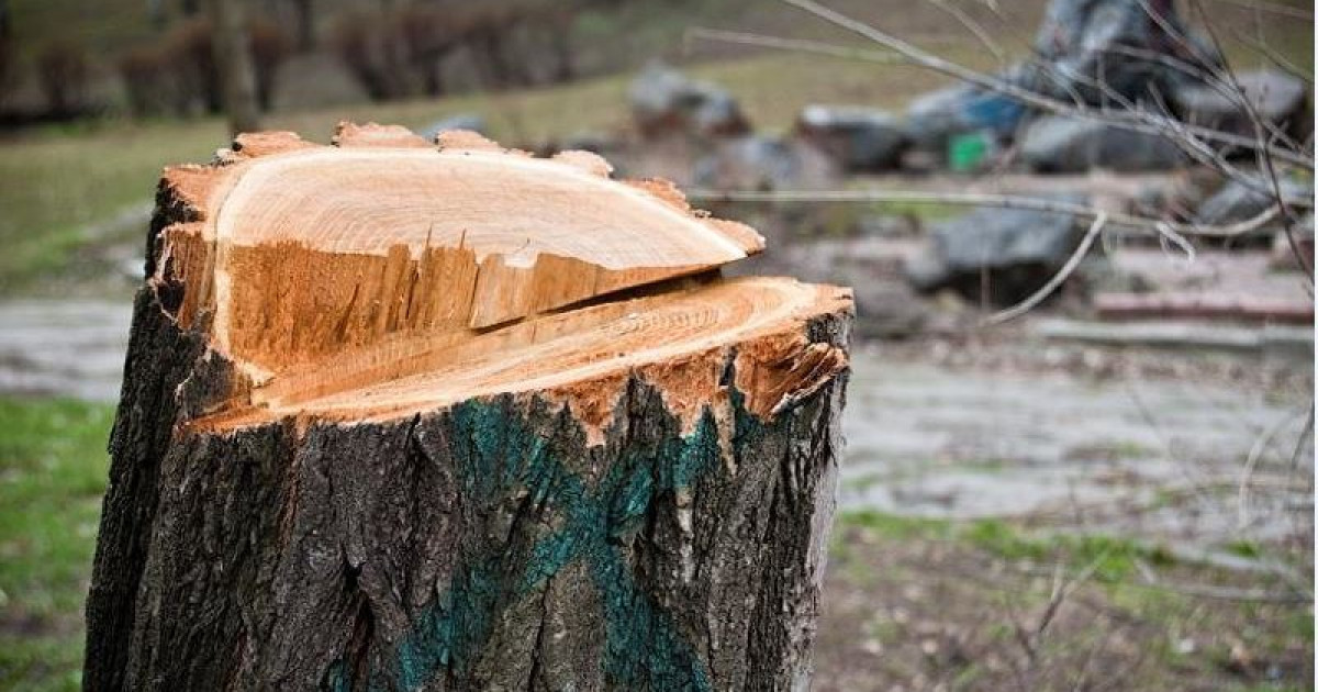 Ағаш кесемін деп ажал құшты