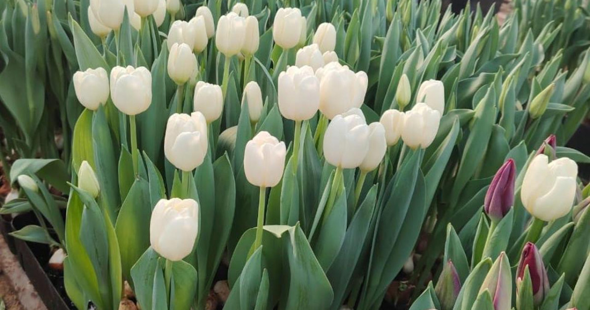 Ақпанда алғашқы қызғалдақтар гүлдеді