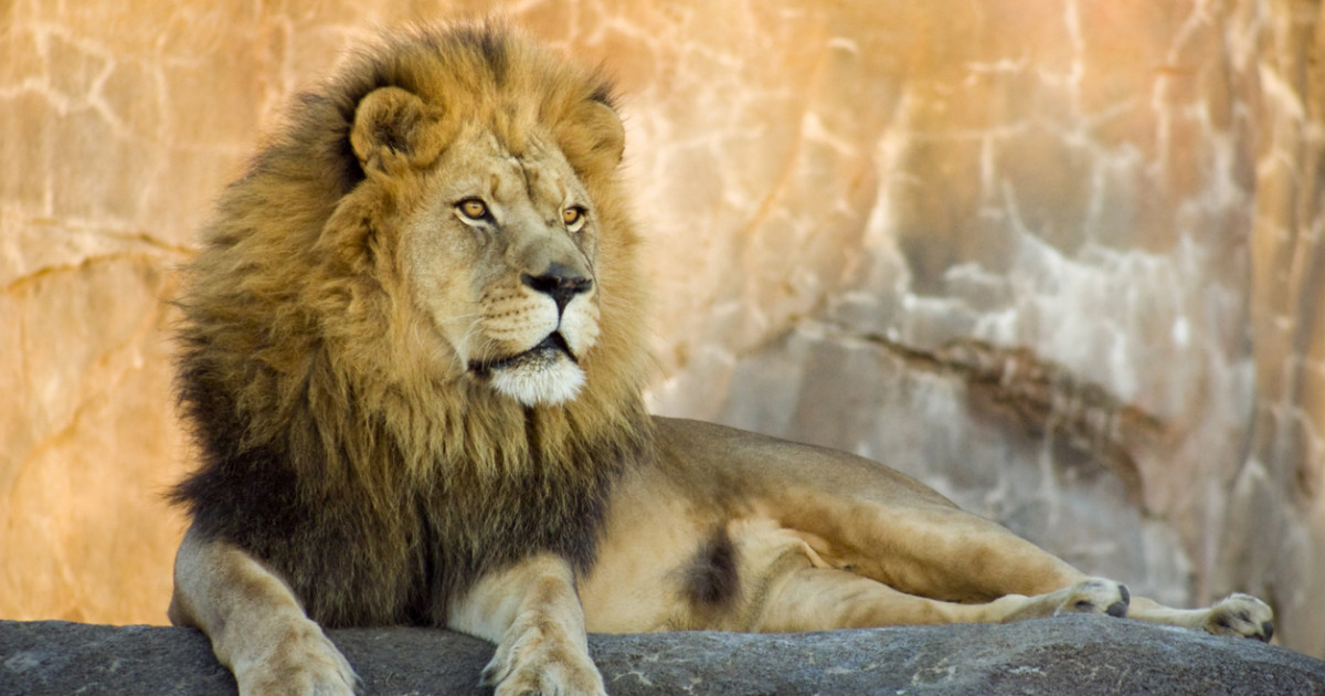 Алматы зообағы жаңа Алатау қаласына көшіріледі