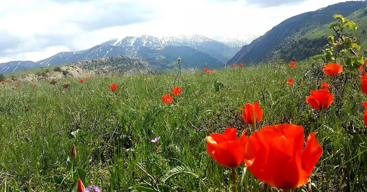 «Андасайға» араша керек