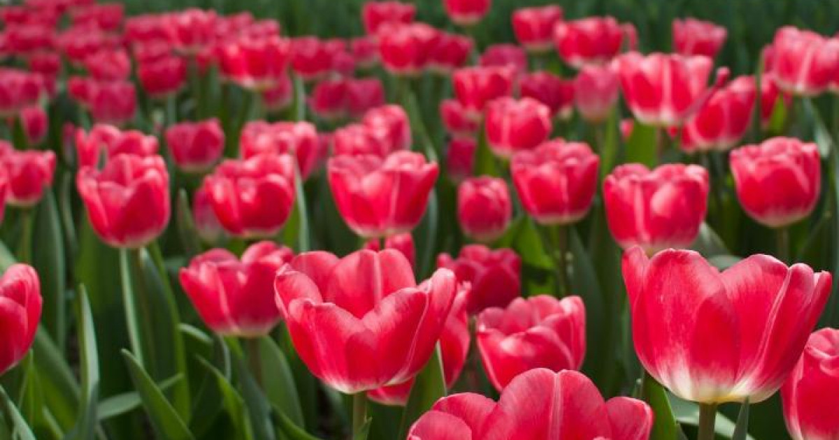 Ертең көктем: Түркістанда қызғалдақ гүлдеді