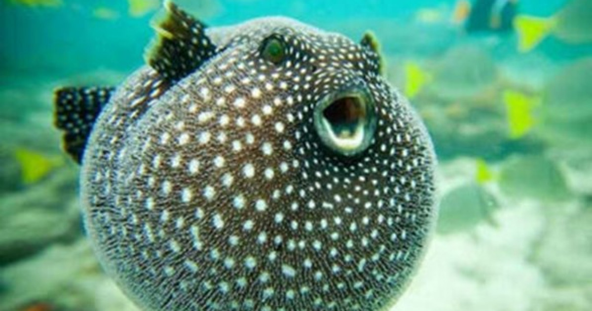 Фугу балығы – жапон асханасының ең қымбат және ең қауіпті тағамы