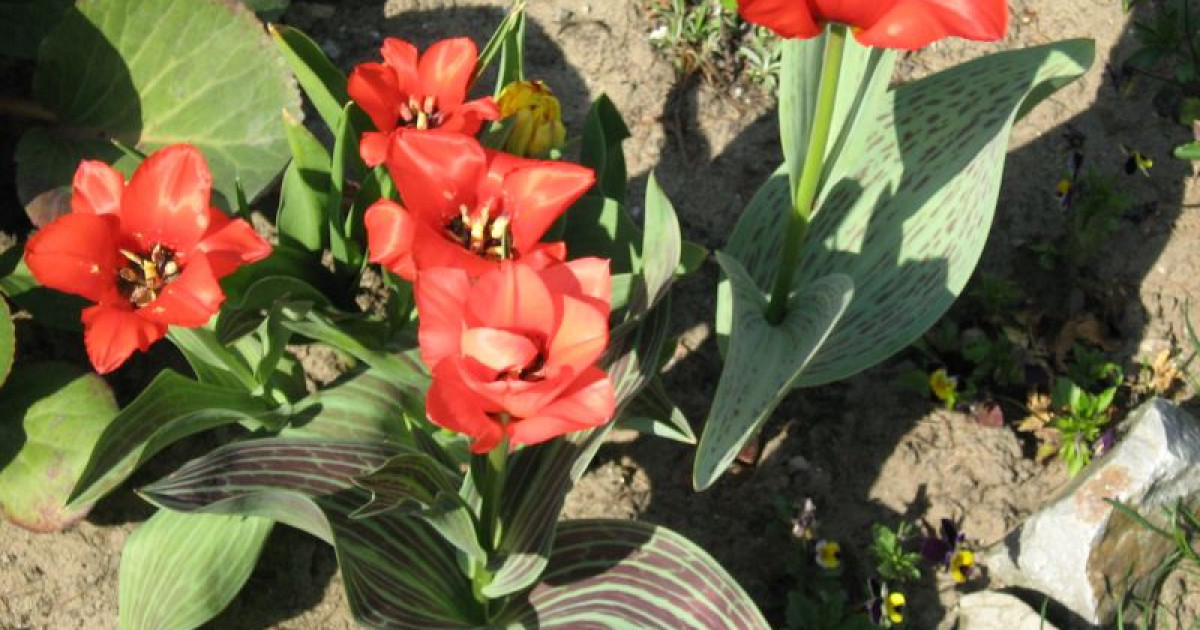 Грейг қызғалдағы мен Каспий итбалығы зерттеледі