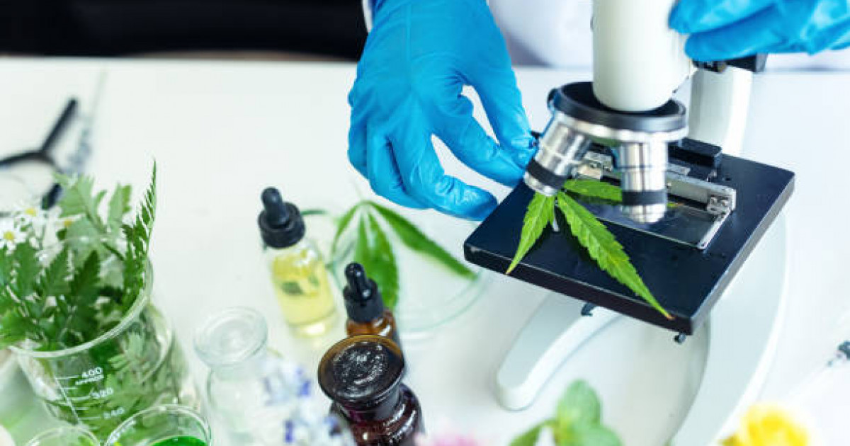 Қарасора тек зиянды шөп емес – маман