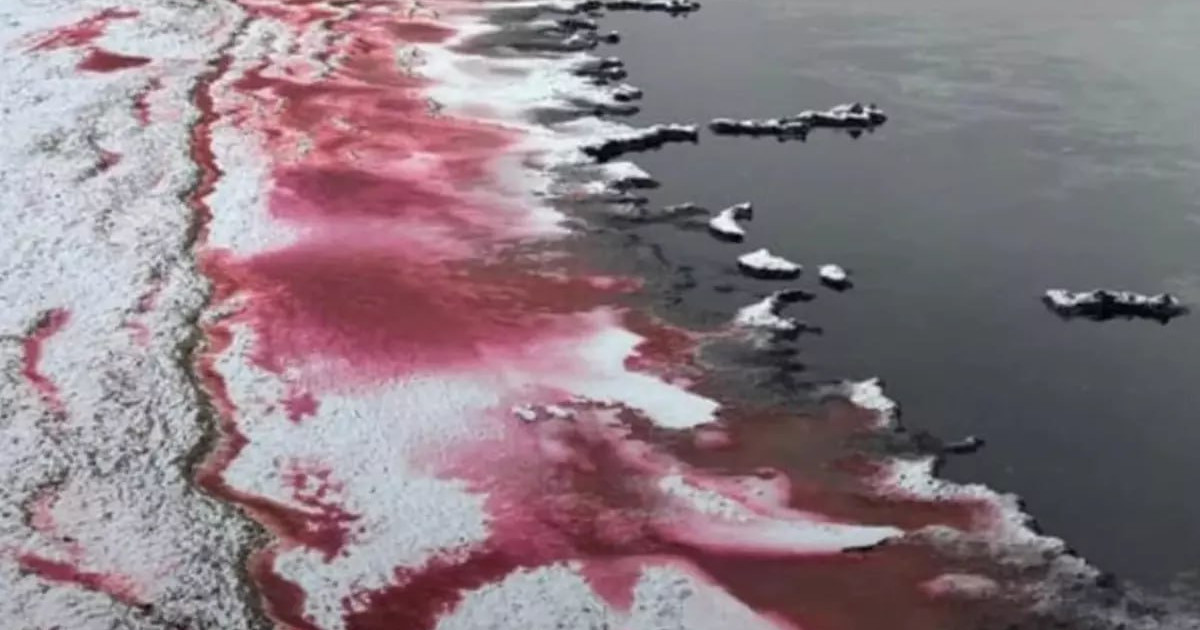 Каспий теңізінің қызыл түске боялуының себебі анықталды