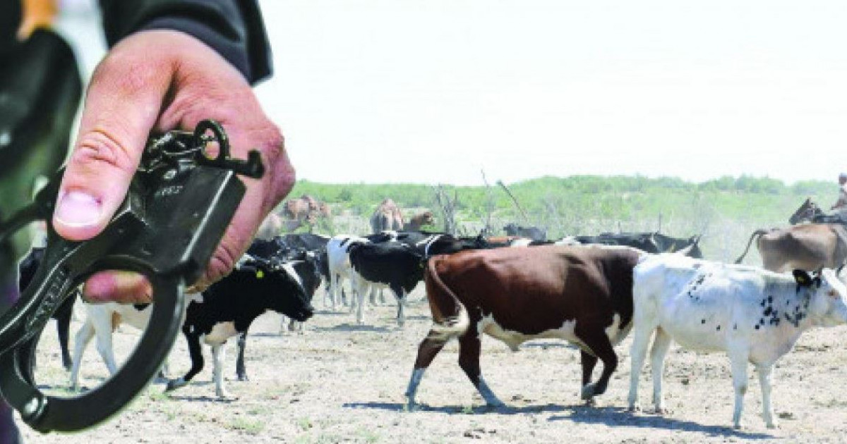 Мал ұрлығына жаза қатаң