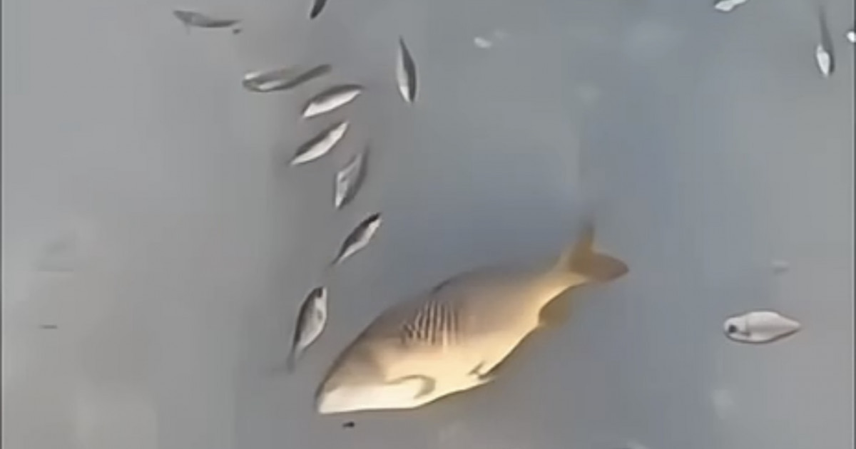 Таразда балықтар су астында қатып, қырылып жатыр