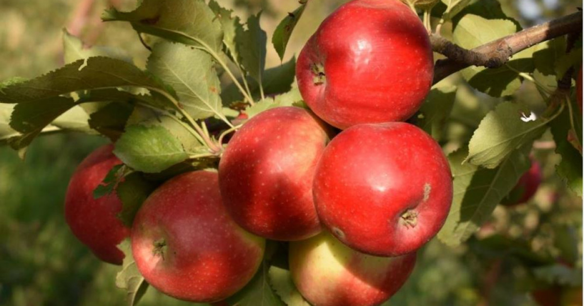 Апорт қайта оралады