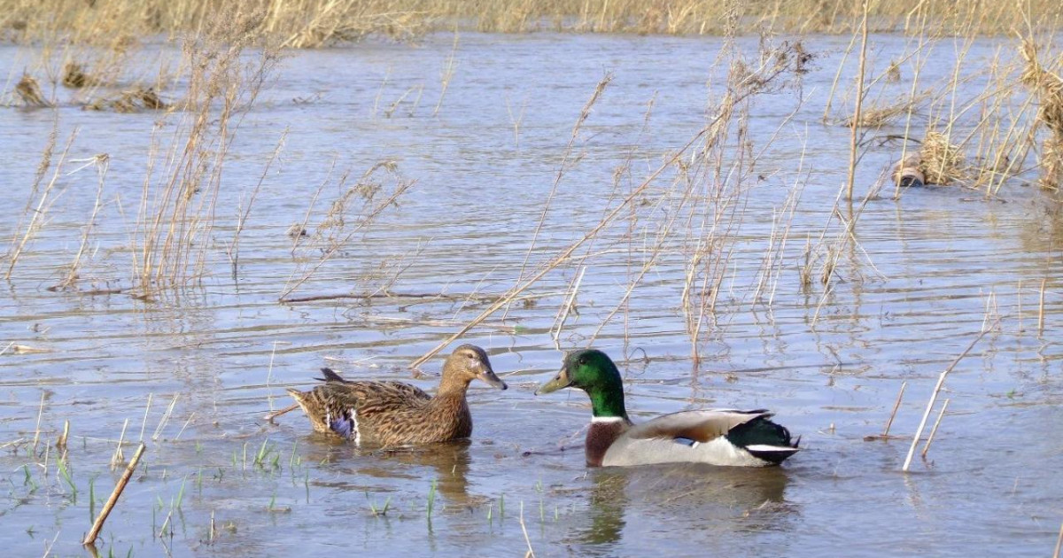 Ертең көктемгі аңшылық маусымы басталады