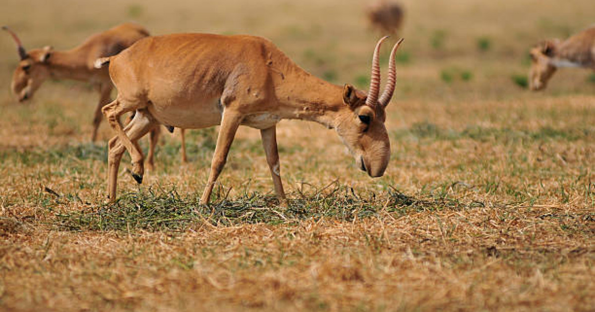 Қарағанды және Ұлытау облыстарындағы киік өлекселеріне қатысты министрлік мәлімдеме берді