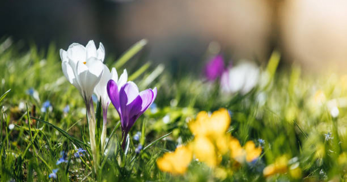 Оқушылар көктемгі каникулда неше күн демалады?