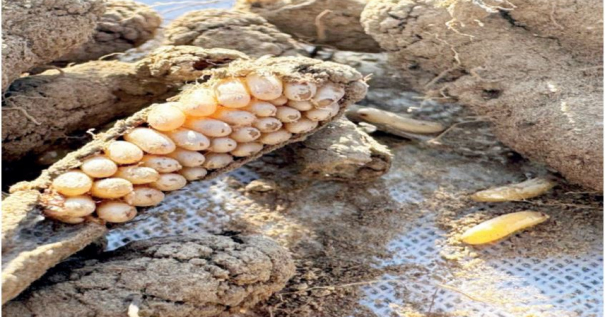 Шегіртке шырғалаңға түсірмесін