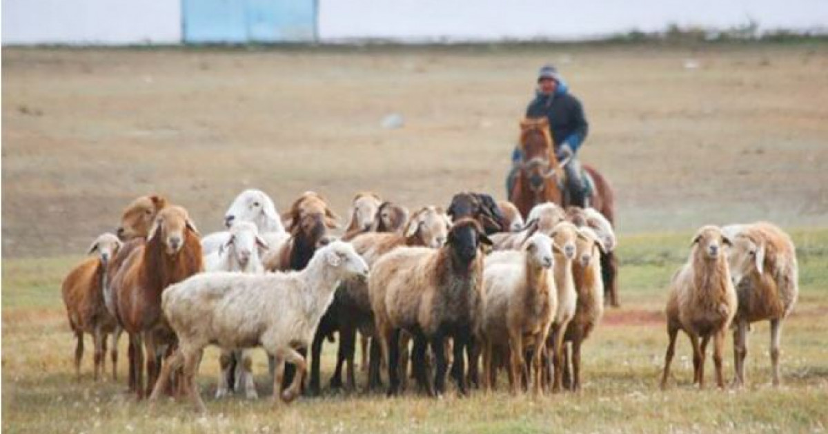 Жайылым жерлерді кеңейту