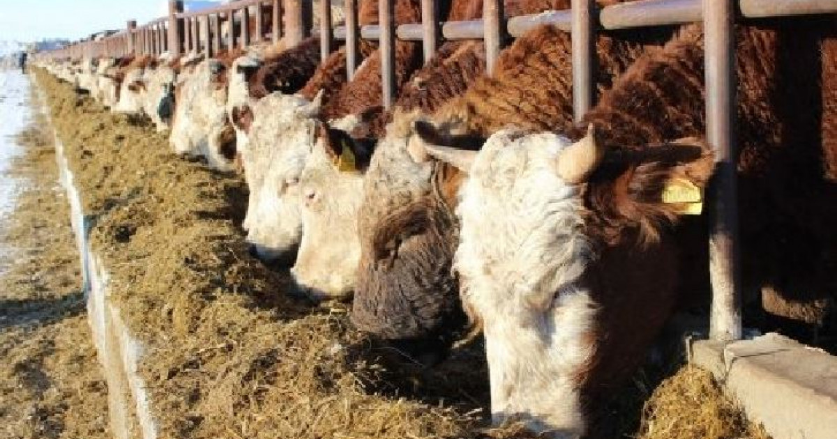 Жүн мен тері теңгеге айналса…