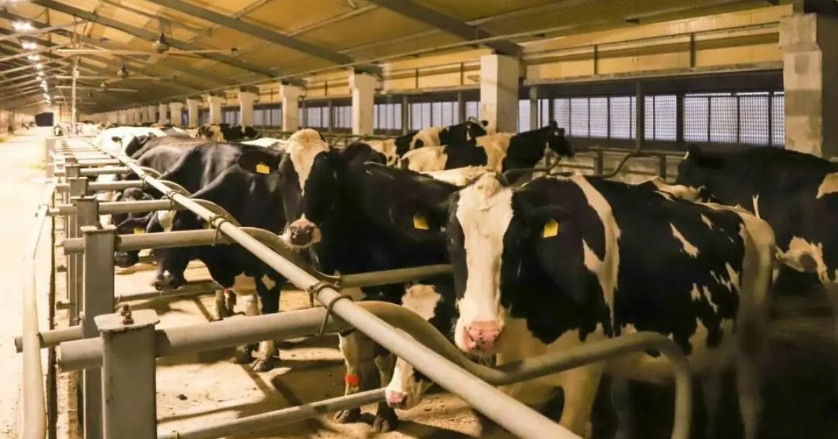 Абай облысы Жарма ауданында бруцеллез ауруы өршіді