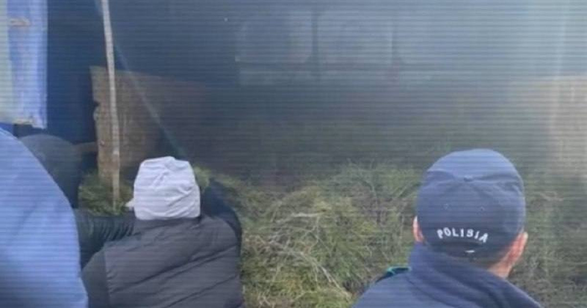 Абай облысында қарағай көшеттерін ұрлаған қылмыстық топ ұсталды