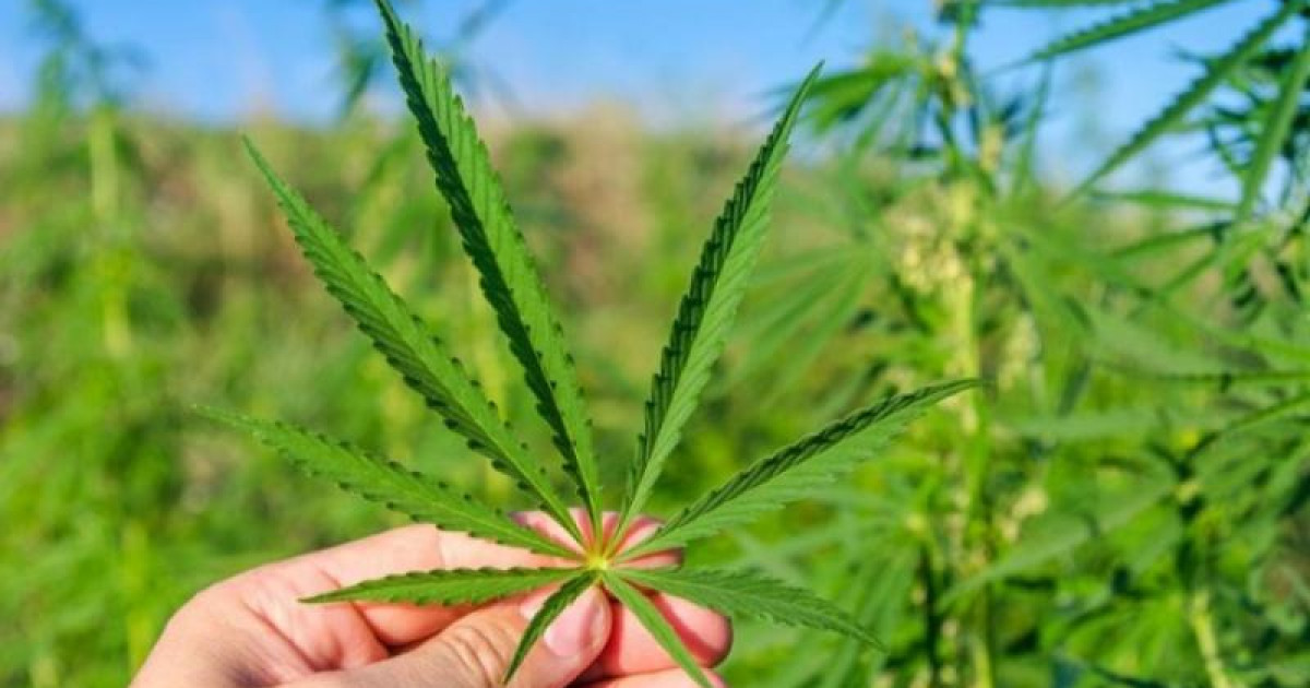 Елімізде техникалық қарасораны өсіруге рұқсат берілуі мүмкін