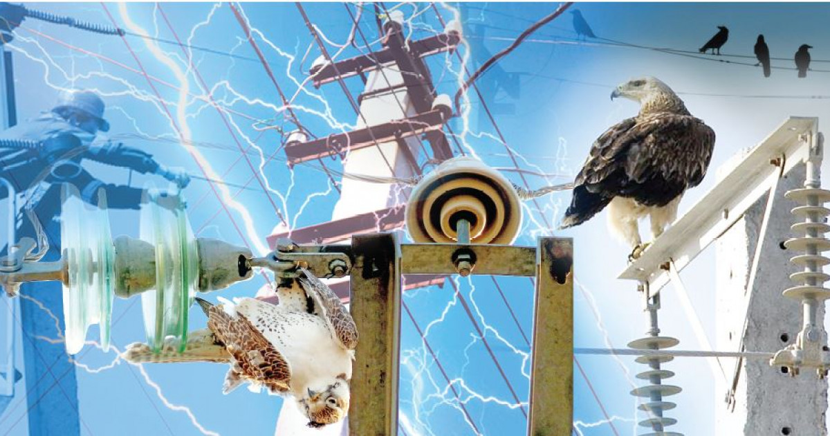 Энергия мен экология: құстарды қалай сақтаймыз?