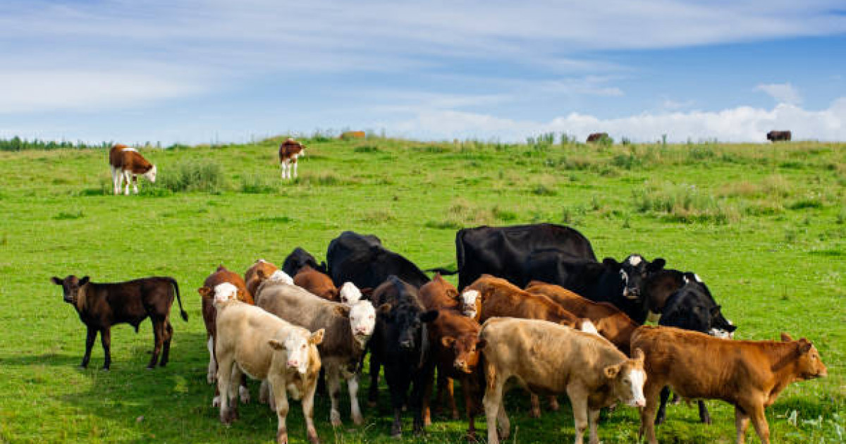 Қазақстанда ірі қара және ұсақ малдың аналық басын шетелге әкетуге тыйым салынды