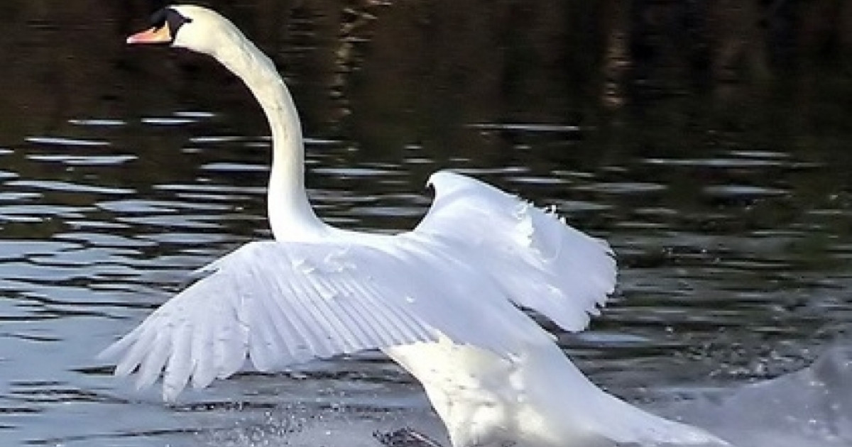 Каспийде аққулар қырылып жатыр