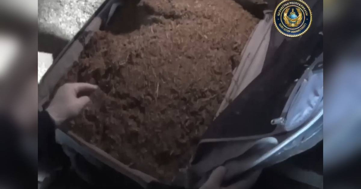 Павлодар облысында үйінде 20 келі марихуана сақтаған тұрғын ұсталды