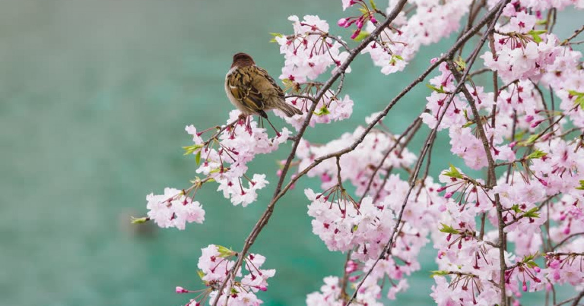 Сәуір айында елімізде ауа райы қандай болады?