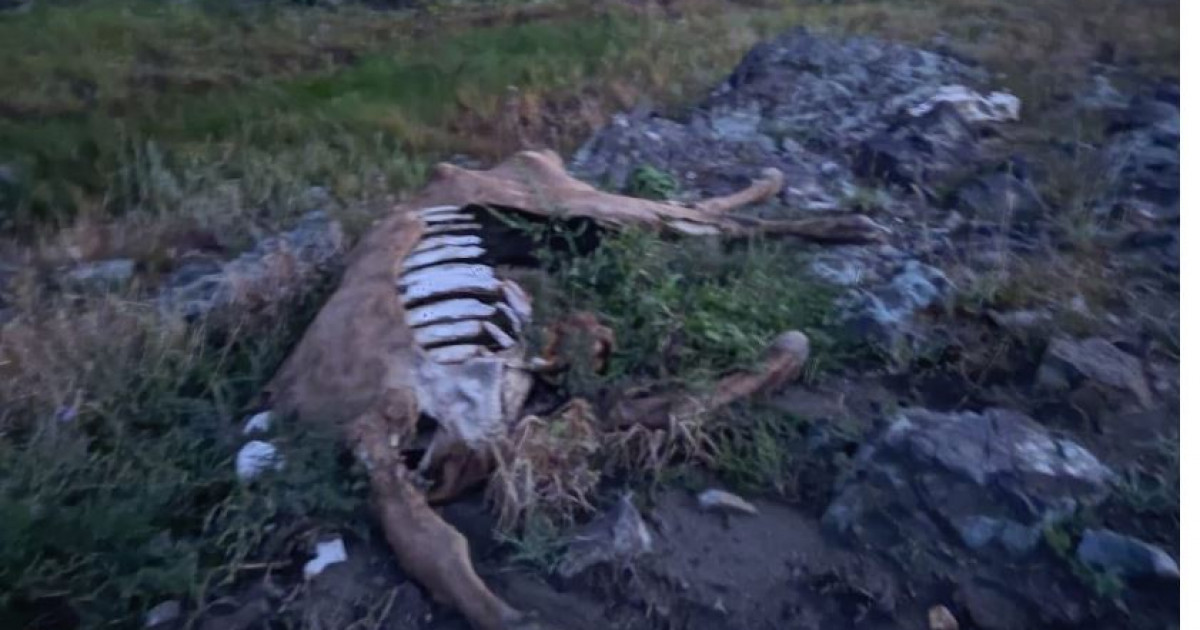 Сілетінің жағдайы сескентіп тұр