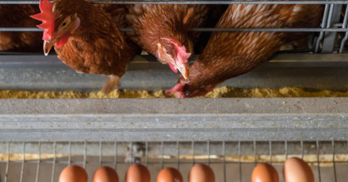 Субсидияның көмегімен 5 жылда құс еті өндірісін 5,5 есеге көбейткен