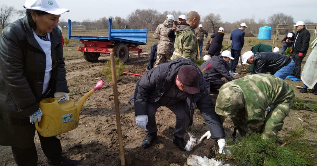 «Таза Қазақстан»: Алматыда 1,5 миллион түп ағаш отырғызылды