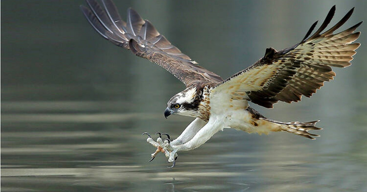 Трамп тайсақтап, Қытаймен тарифтерді төмендетуді тұспалдап жеткізді
