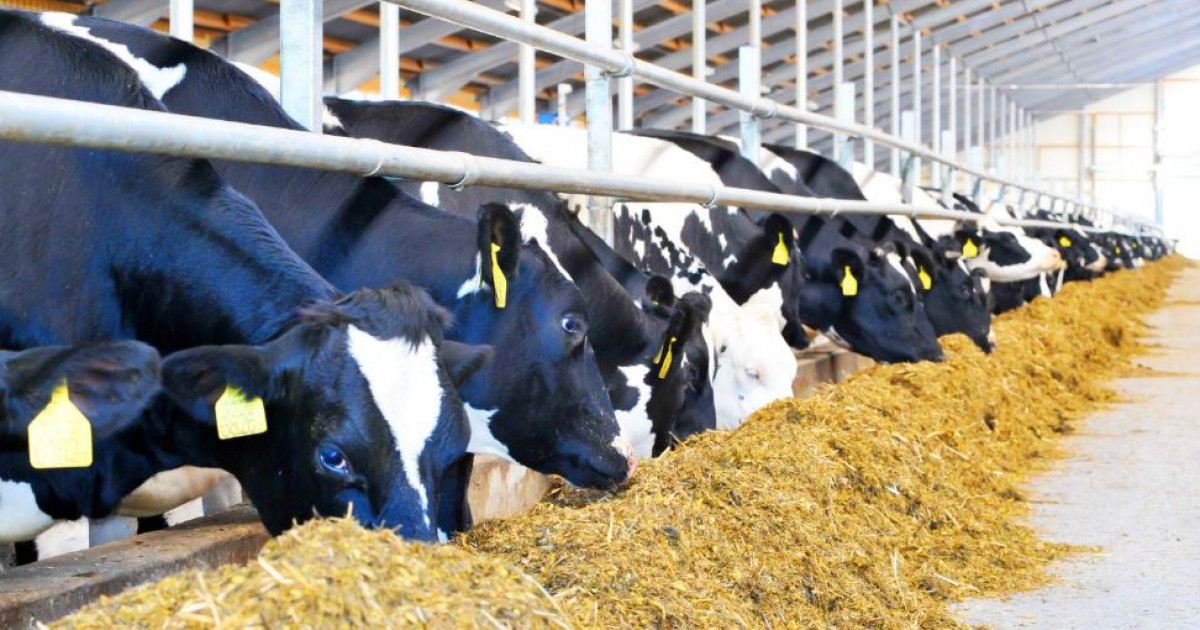 Түлік асылданса,  табыс артады