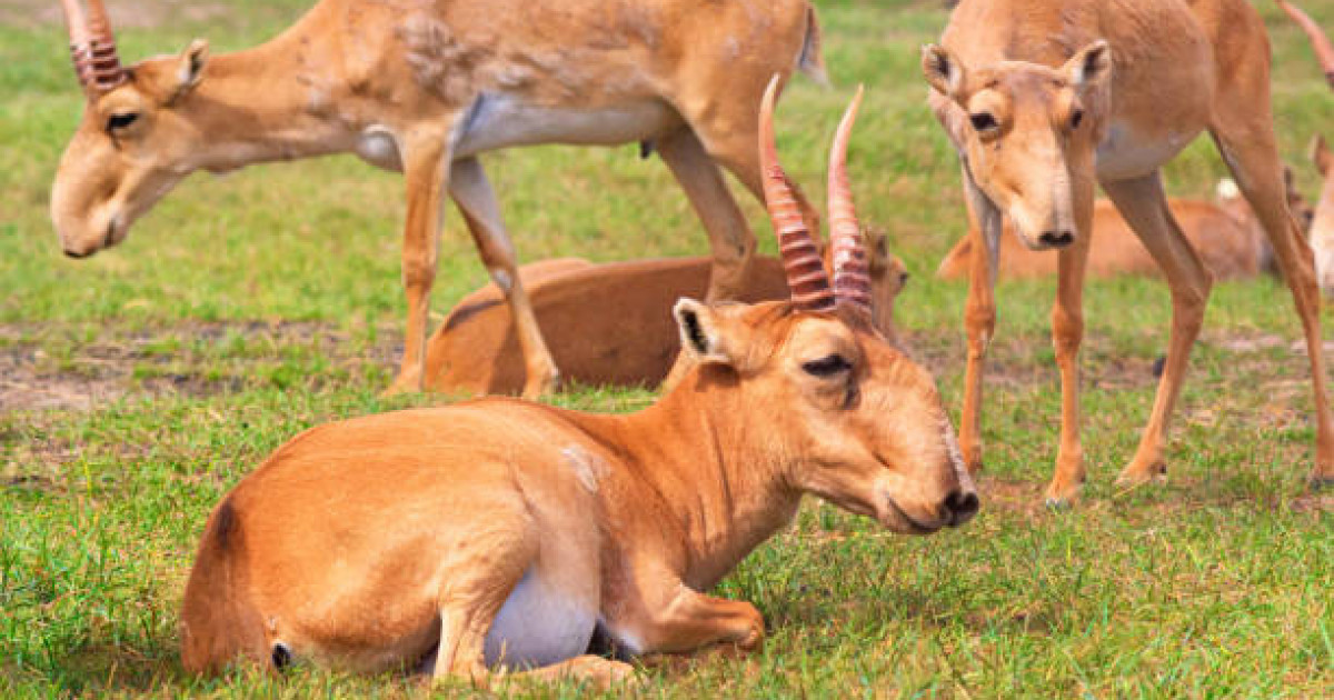 Ұлытау облысында 14 мыңға жуық киік өлексесі табылды