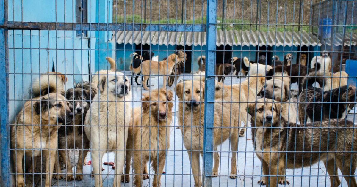 Жер бетінде 200 миллионнан астам иесіз ит бар