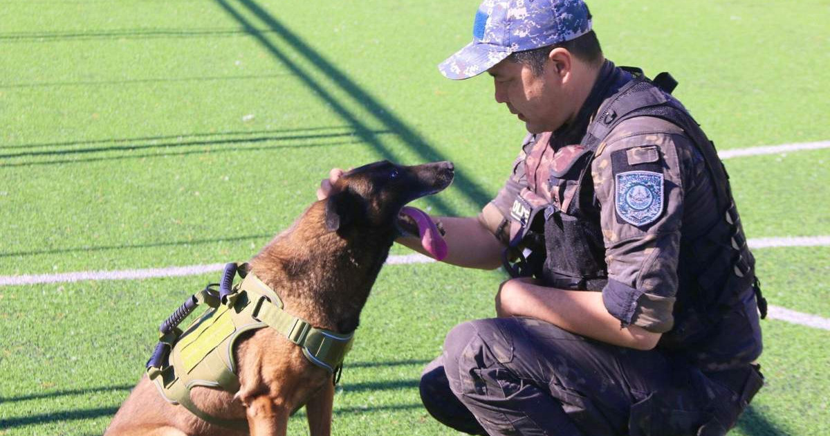 Иісшіл иттер емтихан тапсырды