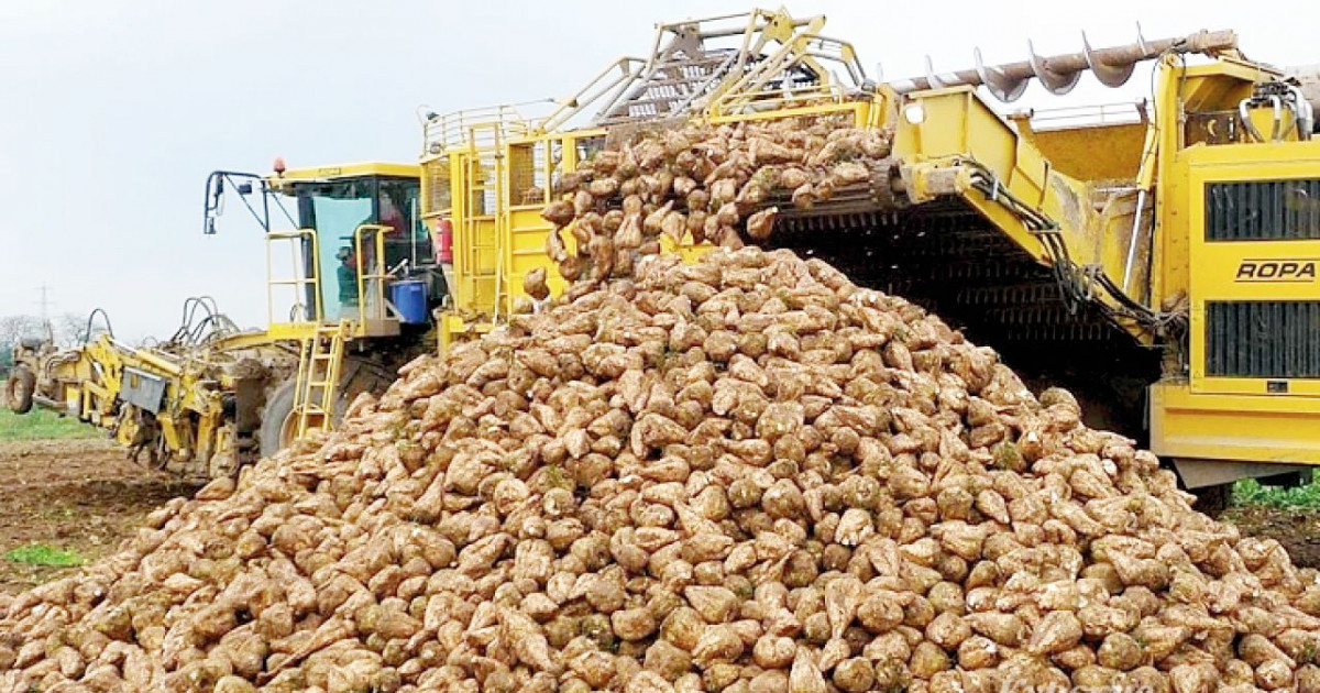 Қызылша жыры қайта басталды