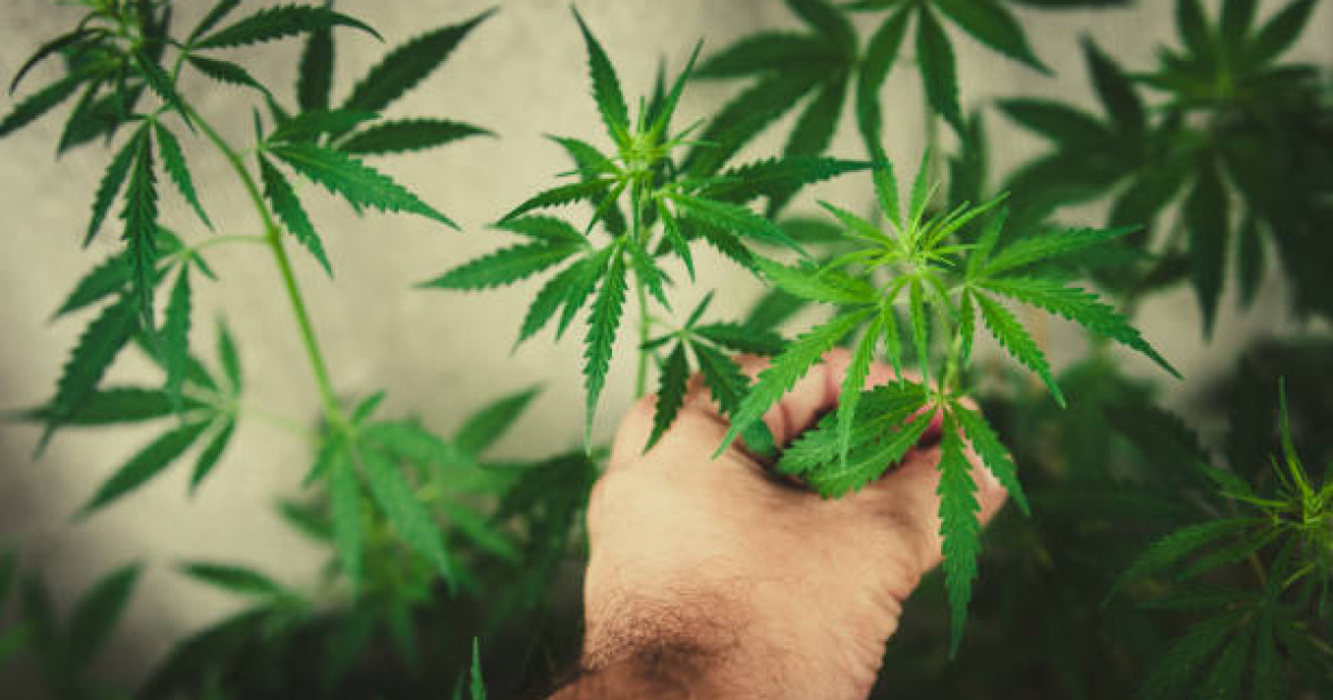 Шымкент тұрғыны марихуана өсірумен айналысқаны үшін ұсталды