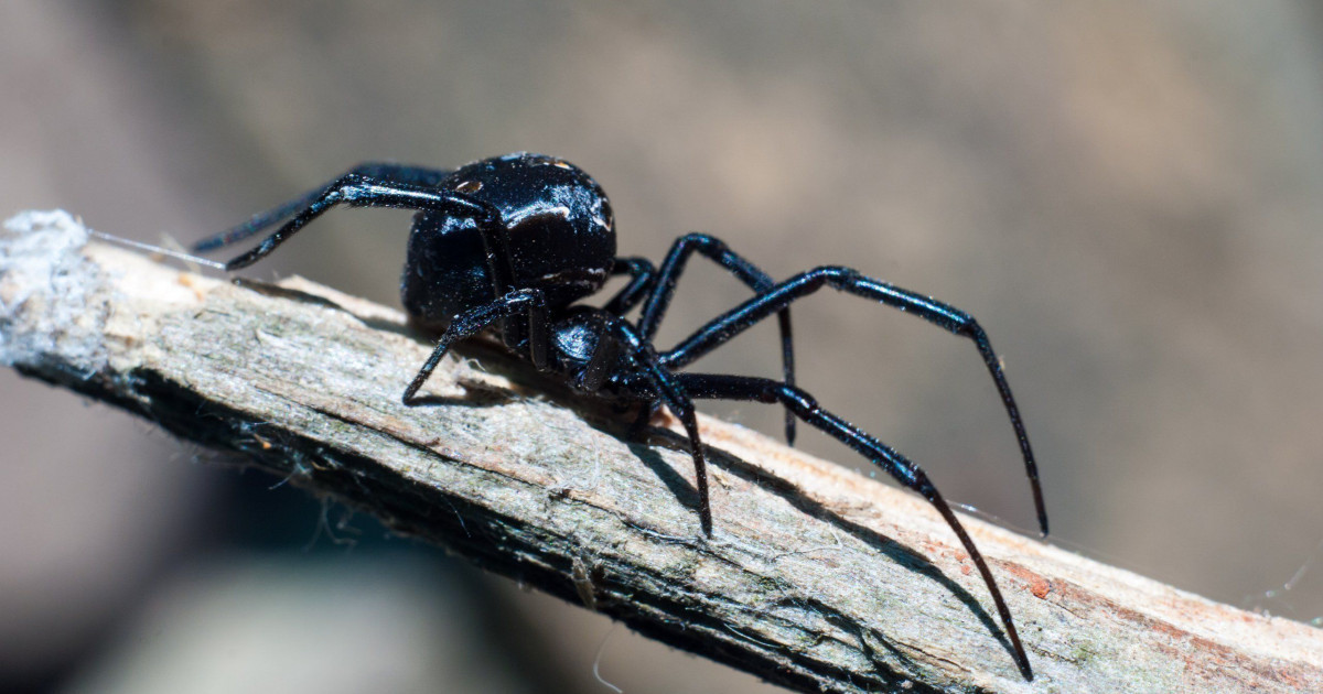 Шымкентте 5 адамды қарақұрт шағып алған