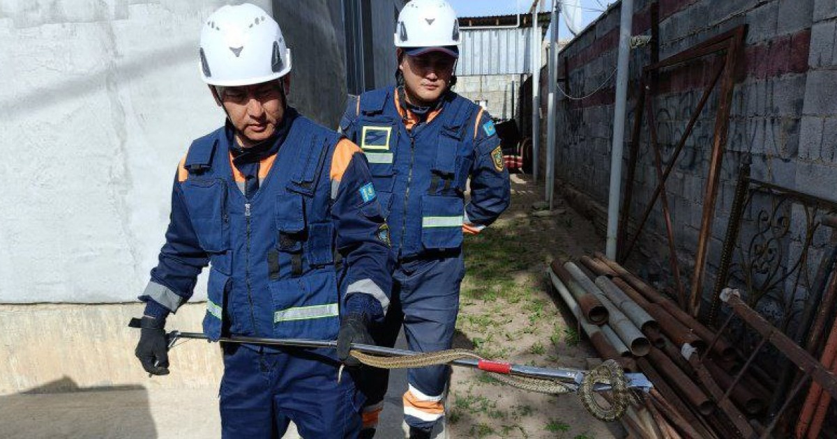 Талғардағы тұрғын үйден екі метрлік жылан ұсталды