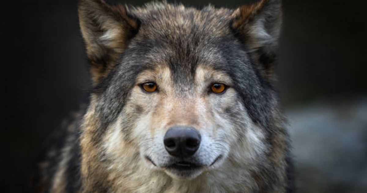 400 мың теңге: астаналық азамат интернет арқылы қасқыр сатқан