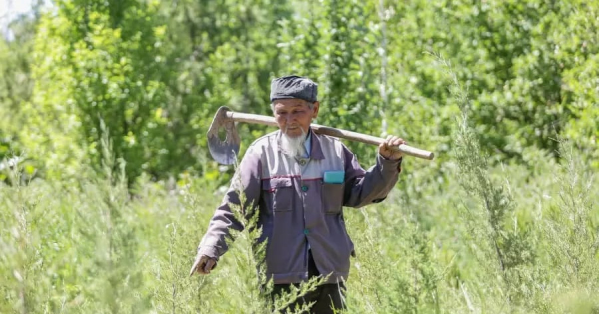 «Бағбанның» бағы керемет