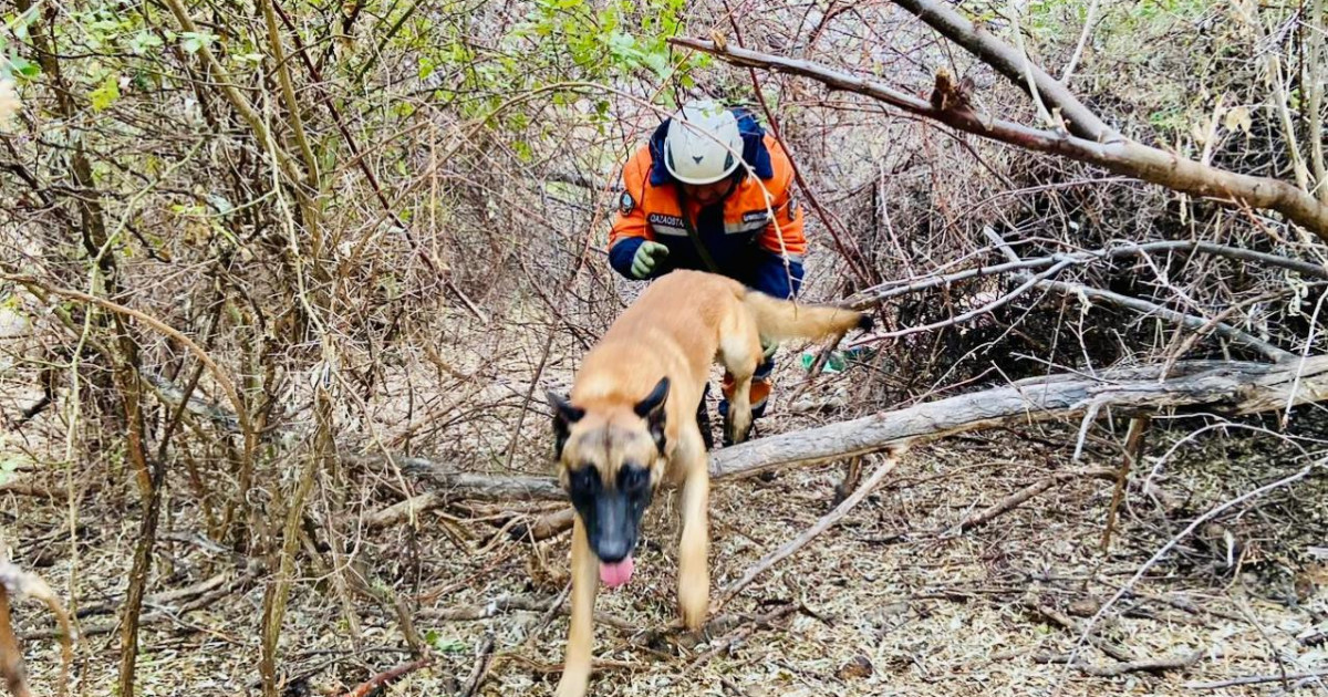 Ерекше ерлік көрсеткен 11 аймақтың иті сертификат алды