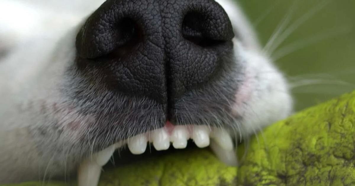 Ит қапқан ер адам құтырмадан қайтыс болды