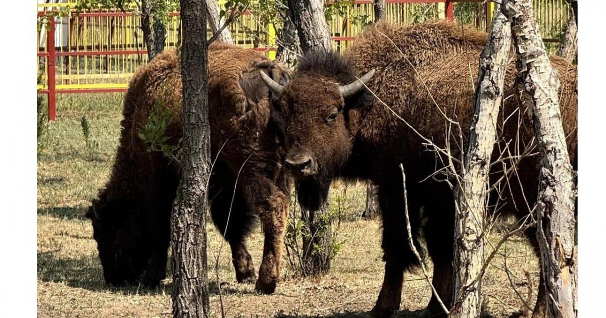 Қарағандылық хайуанаттар бағы бизон сатып алды