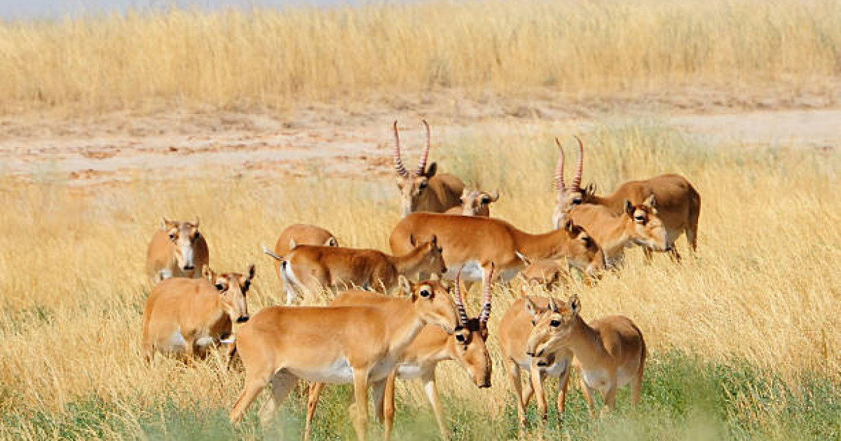 Қасым-Жомарт Тоқаев Қытайға 1,5 мың киік береді